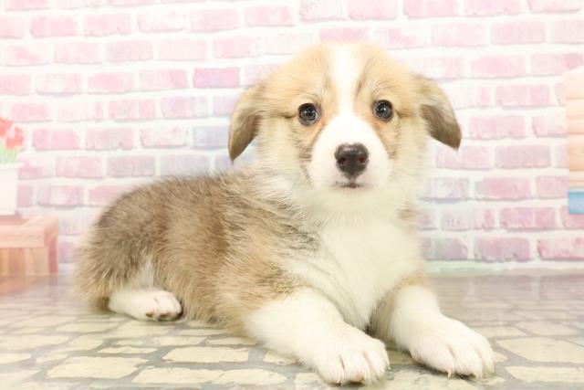 石川県のウェルシュコーギーペンブローク (Coo&RIKU金沢店/2025年10月7日生まれ/女の子/セーブルホワイト)の子犬の3枚目の画像