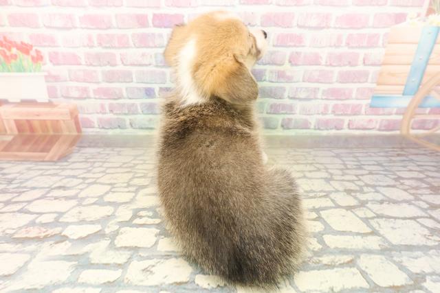 石川県のウェルシュコーギーペンブローク (Coo&RIKU金沢店/2025年10月7日生まれ/女の子/セーブルホワイト)の子犬の4枚目の画像