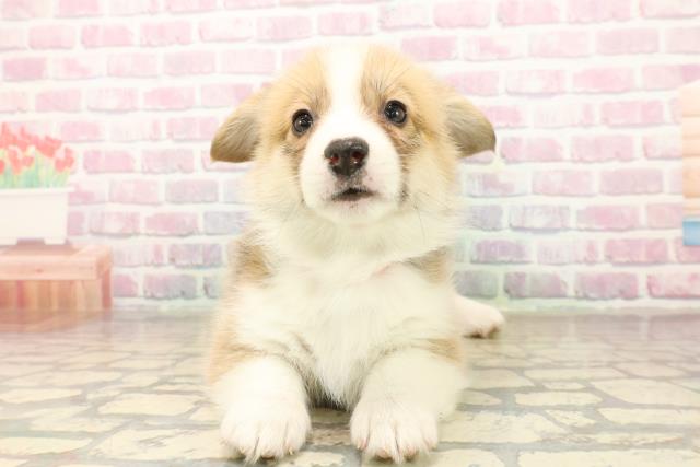 福井県のウェルシュコーギーペンブローク (Coo&RIKU福井店/2025年10月7日生まれ/女の子/セーブルホワイト)の子犬の1枚目の画像