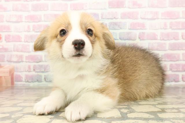 福井県のウェルシュコーギーペンブローク (Coo&RIKU福井店/2025年10月7日生まれ/女の子/セーブルホワイト)の子犬の2枚目の画像