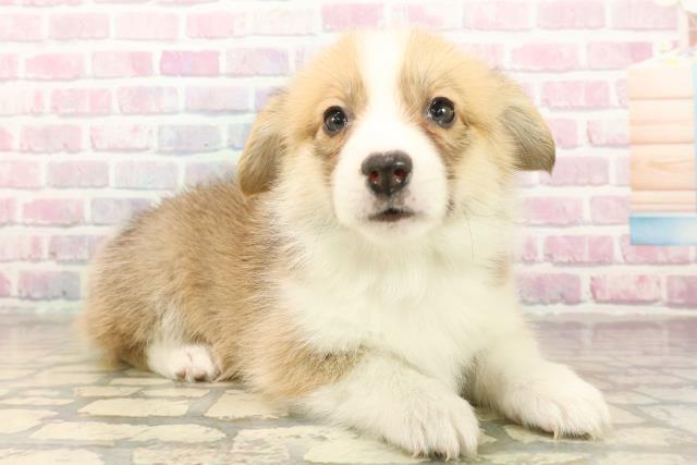 福井県のウェルシュコーギーペンブローク (Coo&RIKU福井店/2025年10月7日生まれ/女の子/セーブルホワイト)の子犬の3枚目の画像