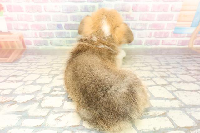 福井県のウェルシュコーギーペンブローク (Coo&RIKU福井店/2025年10月7日生まれ/女の子/セーブルホワイト)の子犬の4枚目の画像