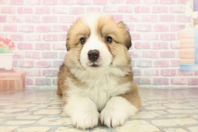 千葉県のウェルシュコーギーペンブローク (Coo&RIKU東船橋店/2025年10月7日生まれ/女の子/セーブルホワイト)の子犬の1枚目の画像