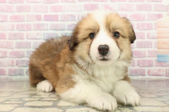 千葉県のウェルシュコーギーペンブローク (Coo&RIKU東船橋店/2025年10月7日生まれ/女の子/セーブルホワイト)の子犬の3枚目の画像