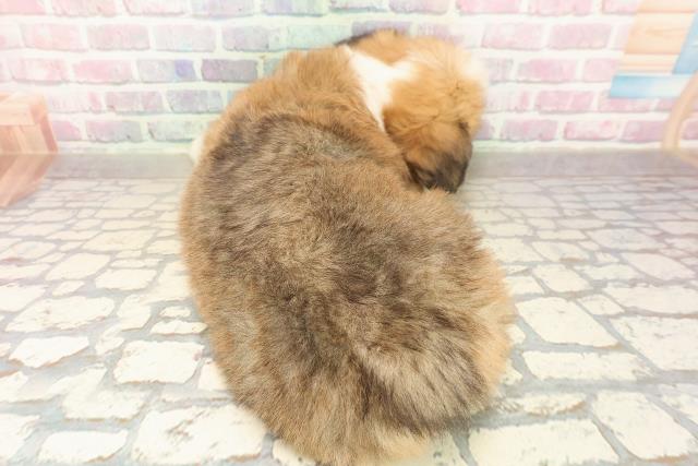 千葉県のウェルシュコーギーペンブローク (Coo&RIKU東船橋店/2025年10月7日生まれ/女の子/セーブルホワイト)の子犬の4枚目の画像