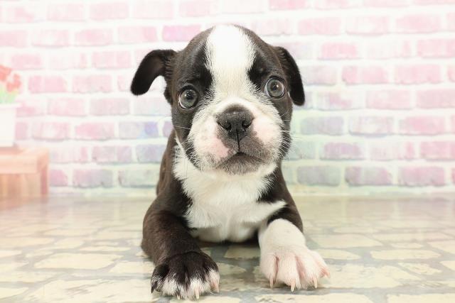 新潟県のボストンテリア (Coo&RIKU新潟東店/2025年10月6日生まれ/男の子/ボストンカラー)の子犬