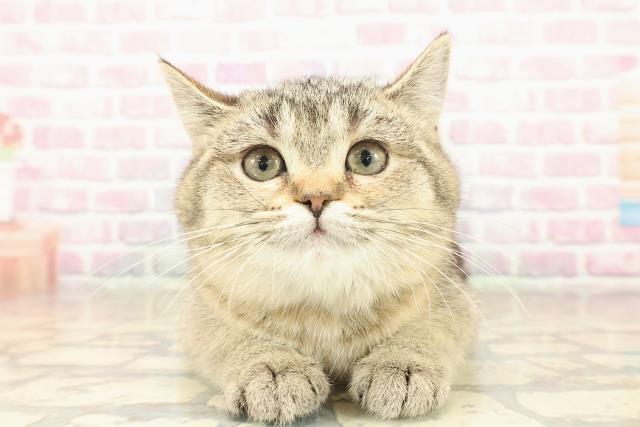 神奈川県のブリティッシュショートヘアー (Coo&RIKU長津田店/2025年9月13日生まれ/女の子/ブラックゴールデンシェーデット)の子猫の1枚目の画像