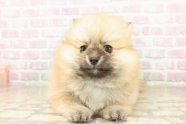 栃木県のポメチワ/チワポメ/ポメチー(ポメラニアン×チワワ) (Coo&RIKUFKDインターパーク店/2025年10月6日生まれ/女の子/オレンジ)の子犬の1枚目の画像