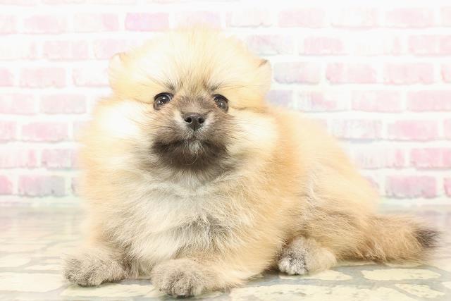 栃木県のポメチワ/チワポメ/ポメチー(ポメラニアン×チワワ) (Coo&RIKUFKDインターパーク店/2025年10月6日生まれ/女の子/オレンジ)の子犬の2枚目の画像