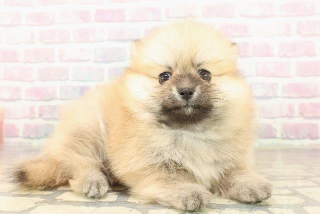 栃木県のポメチワ/チワポメ/ポメチー(ポメラニアン×チワワ) (Coo&RIKUFKDインターパーク店/2025年10月6日生まれ/女の子/オレンジ)の子犬の3枚目の画像