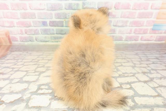 栃木県のポメチワ/チワポメ/ポメチー(ポメラニアン×チワワ) (Coo&RIKUFKDインターパーク店/2025年10月6日生まれ/女の子/オレンジ)の子犬の4枚目の画像