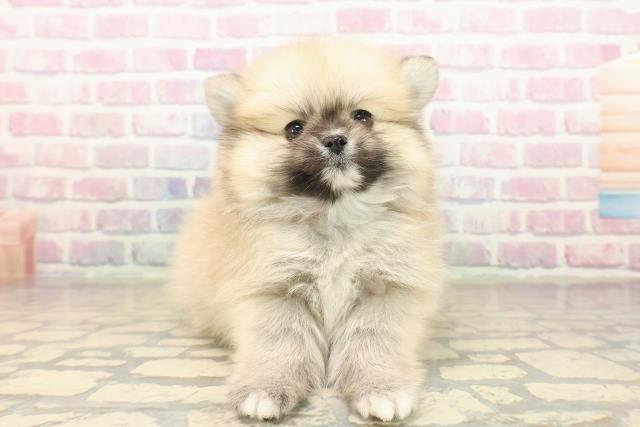 東京都のポメチワ/チワポメ/ポメチー(ポメラニアン×チワワ) (Coo&RIKU武蔵小山店/2025年10月6日生まれ/女の子/クリームセーブル)の子犬の1枚目の画像