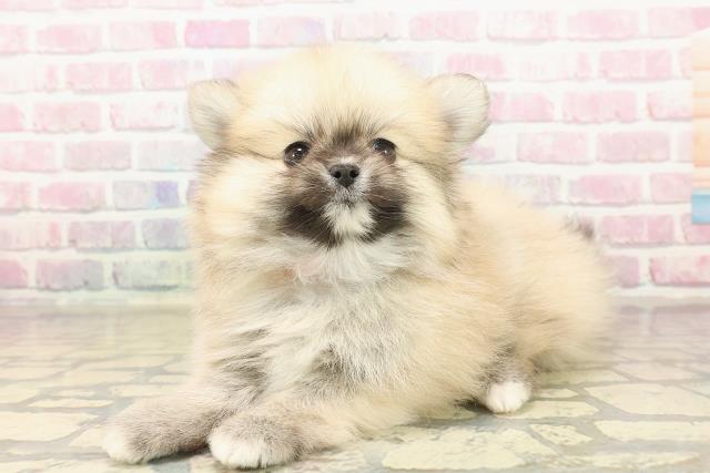 東京都のポメチワ/チワポメ/ポメチー(ポメラニアン×チワワ) (Coo&RIKU武蔵小山店/2025年10月6日生まれ/女の子/クリームセーブル)の子犬の2枚目の画像