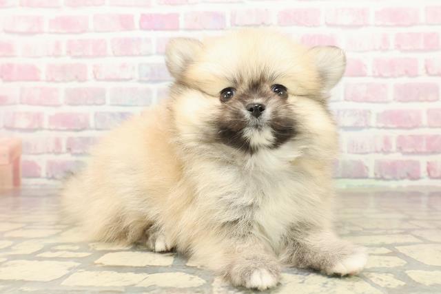 東京都のポメチワ/チワポメ/ポメチー(ポメラニアン×チワワ) (Coo&RIKU武蔵小山店/2025年10月6日生まれ/女の子/クリームセーブル)の子犬の3枚目の画像
