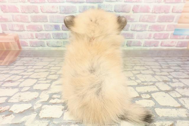 東京都のポメチワ/チワポメ/ポメチー(ポメラニアン×チワワ) (Coo&RIKU武蔵小山店/2025年10月6日生まれ/女の子/クリームセーブル)の子犬の4枚目の画像