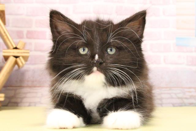 三重県のノルウェージャンフォレストキャット (Coo&RIKU津高茶屋店/2025年10月4日生まれ/女の子/ブラックホワイト)の子猫の1枚目の画像