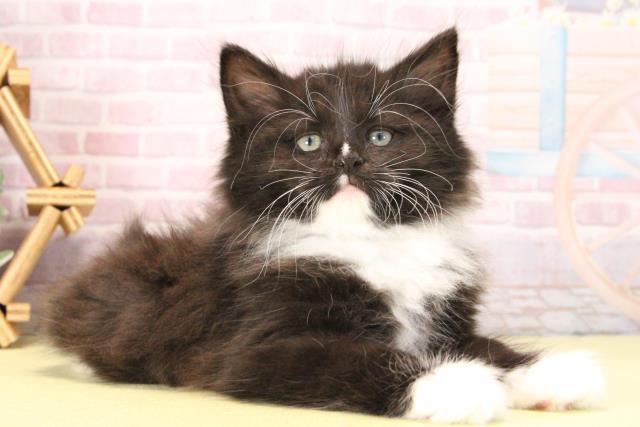 三重県のノルウェージャンフォレストキャット (Coo&RIKU津高茶屋店/2025年10月4日生まれ/女の子/ブラックホワイト)の子猫の2枚目の画像