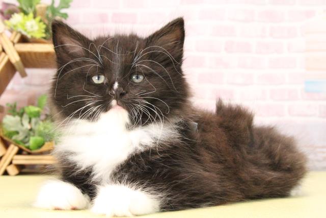 三重県のノルウェージャンフォレストキャット (Coo&RIKU津高茶屋店/2025年10月4日生まれ/女の子/ブラックホワイト)の子猫の3枚目の画像
