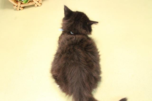 三重県のノルウェージャンフォレストキャット (Coo&RIKU津高茶屋店/2025年10月4日生まれ/女の子/ブラックホワイト)の子猫の4枚目の画像