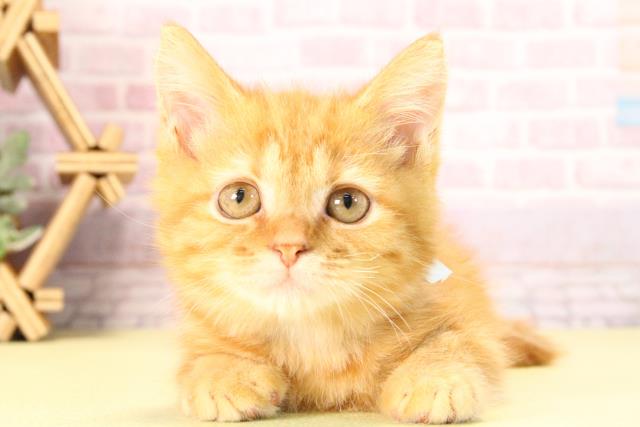 三重県のスコティッシュフォールド (Coo&RIKU四日市店/2025年8月30日生まれ/男の子/レッドタビー)の子猫の1枚目の画像