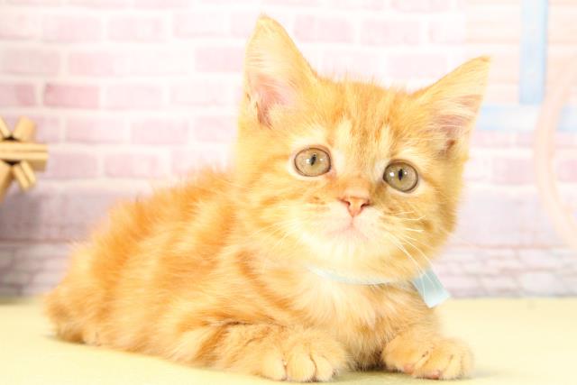 三重県のスコティッシュフォールド (Coo&RIKU四日市店/2025年8月30日生まれ/男の子/レッドタビー)の子猫の2枚目の画像