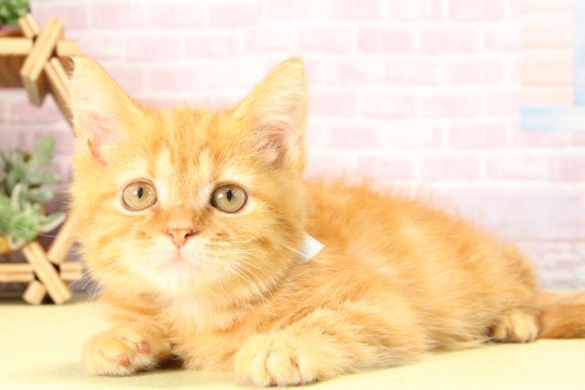 三重県のスコティッシュフォールド (Coo&RIKU四日市店/2025年8月30日生まれ/男の子/レッドタビー)の子猫の3枚目の画像