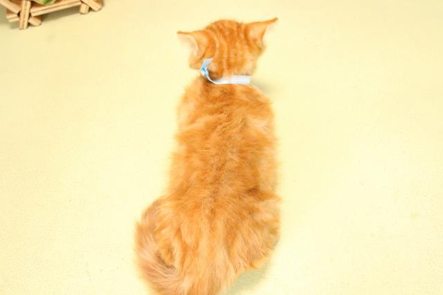三重県のスコティッシュフォールド (Coo&RIKU四日市店/2025年8月30日生まれ/男の子/レッドタビー)の子猫の4枚目の画像