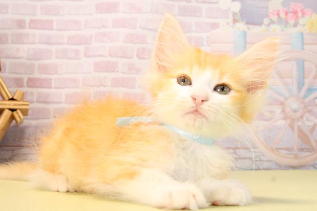 三重県のノルウェージャンフォレストキャット (Coo&RIKU四日市店/2025年9月12日生まれ/男の子/レッドタビー)の子猫の2枚目の画像