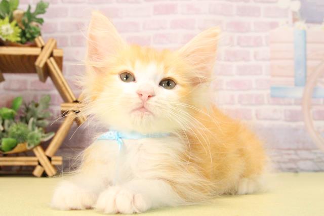 三重県のノルウェージャンフォレストキャット (Coo&RIKU四日市店/2025年9月12日生まれ/男の子/レッドタビー)の子猫の3枚目の画像