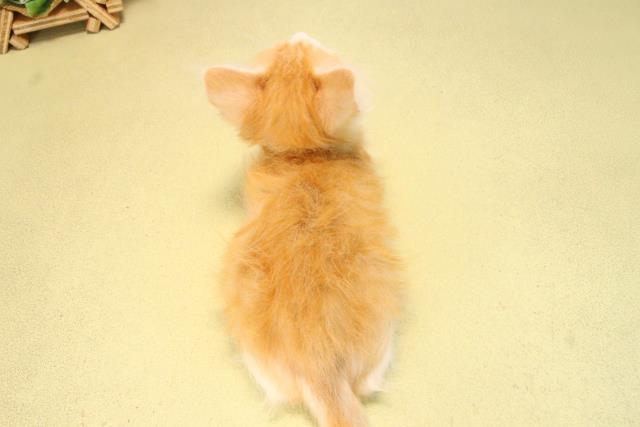 三重県のノルウェージャンフォレストキャット (Coo&RIKU四日市店/2025年9月12日生まれ/男の子/レッドタビー)の子猫の4枚目の画像