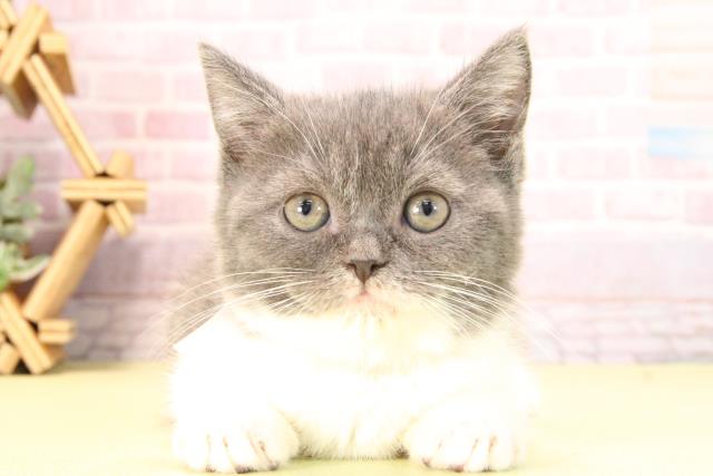 愛知県のブリティッシュショートヘアー (Coo&RIKU名古屋みなと店/2025年9月27日生まれ/女の子/ブルーホワイト)の子猫の1枚目の画像