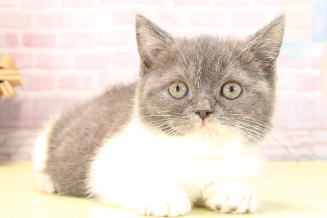 愛知県のブリティッシュショートヘアー (Coo&RIKU名古屋みなと店/2025年9月27日生まれ/女の子/ブルーホワイト)の子猫の2枚目の画像