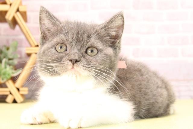 愛知県のブリティッシュショートヘアー (Coo&RIKU名古屋みなと店/2025年9月27日生まれ/女の子/ブルーホワイト)の子猫の3枚目の画像