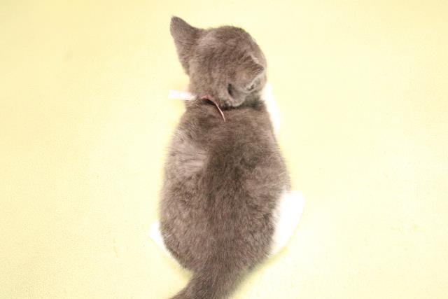 愛知県のブリティッシュショートヘアー (Coo&RIKU名古屋みなと店/2025年9月27日生まれ/女の子/ブルーホワイト)の子猫の4枚目の画像