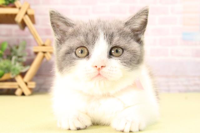 ブリティッシュショートヘアー