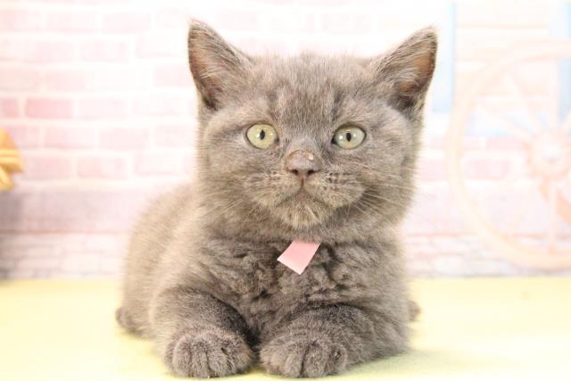 三重県のブリティッシュショートヘアー (Coo&RIKU津高茶屋店/2025年9月27日生まれ/女の子/ブルー)の子猫の1枚目の画像