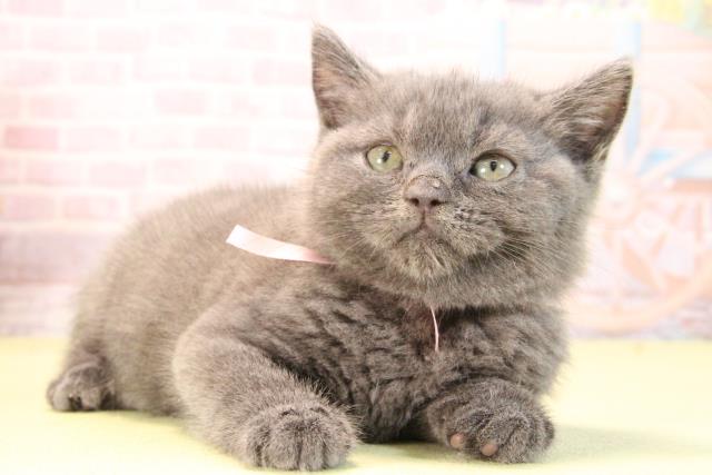 三重県のブリティッシュショートヘアー (Coo&RIKU津高茶屋店/2025年9月27日生まれ/女の子/ブルー)の子猫の2枚目の画像