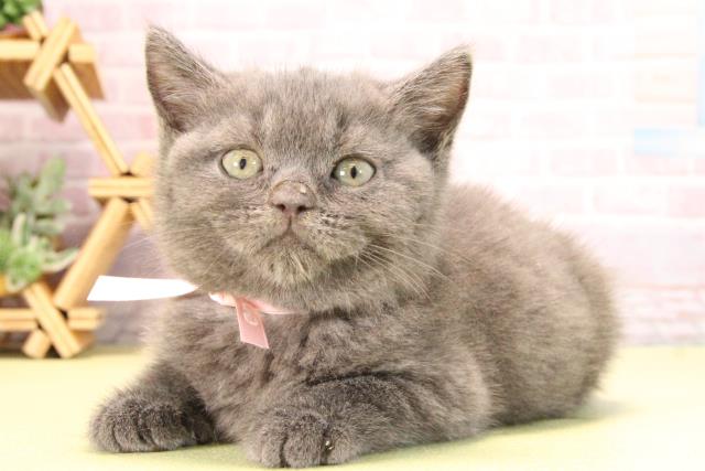 三重県のブリティッシュショートヘアー (Coo&RIKU津高茶屋店/2025年9月27日生まれ/女の子/ブルー)の子猫の3枚目の画像