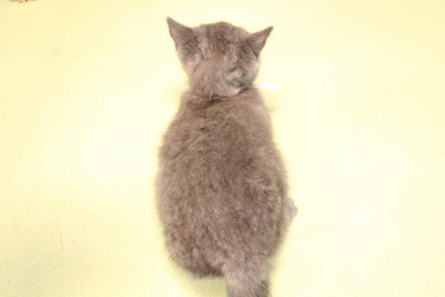 三重県のブリティッシュショートヘアー (Coo&RIKU津高茶屋店/2025年9月27日生まれ/女の子/ブルー)の子猫の4枚目の画像