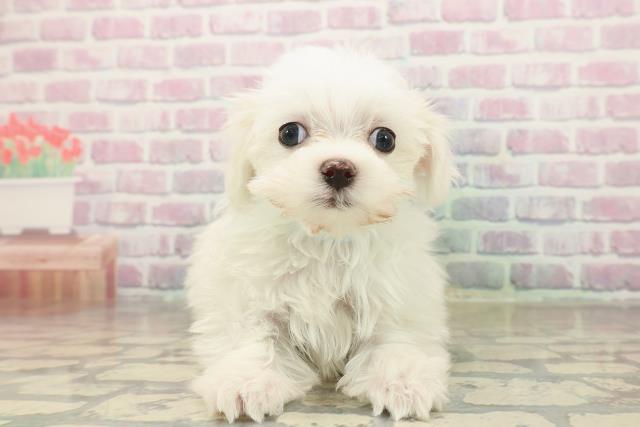 東京都のマルチーズ (Coo&RIKU板橋店/2025年10月4日生まれ/男の子/ホワイト)の子犬