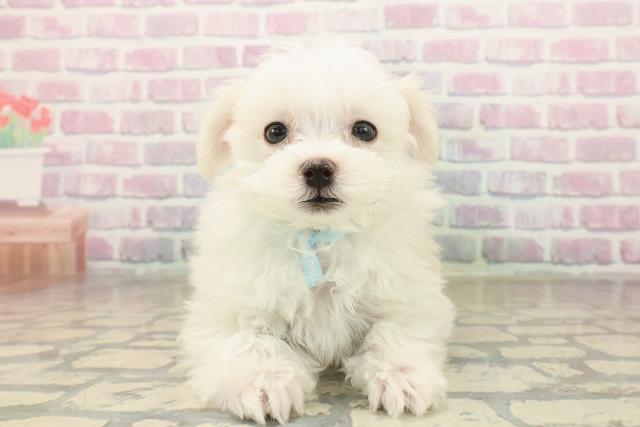 千葉県のマルチーズ (Coo&RIKU南柏店/2025年10月4日生まれ/男の子/ホワイト)の子犬