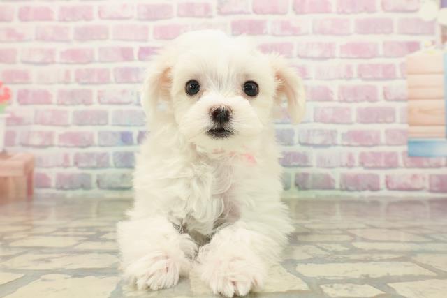 東京都のマルチーズ (Coo&RIKU東久留米店/2025年10月4日生まれ/女の子/ホワイト)の子犬