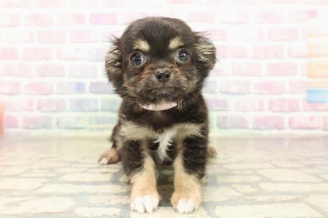 東京都のチワワ(ロング) (Coo&RIKU板橋店/2025年9月19日生まれ/女の子/ブラックタンホワイト)の子犬の1枚目の画像