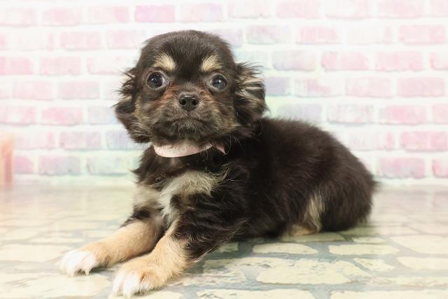 東京都のチワワ(ロング) (Coo&RIKU板橋店/2025年9月19日生まれ/女の子/ブラックタンホワイト)の子犬の2枚目の画像