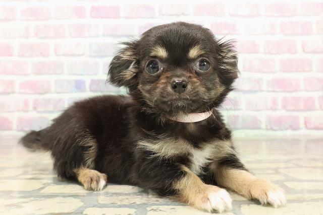 東京都のチワワ(ロング) (Coo&RIKU板橋店/2025年9月19日生まれ/女の子/ブラックタンホワイト)の子犬の3枚目の画像