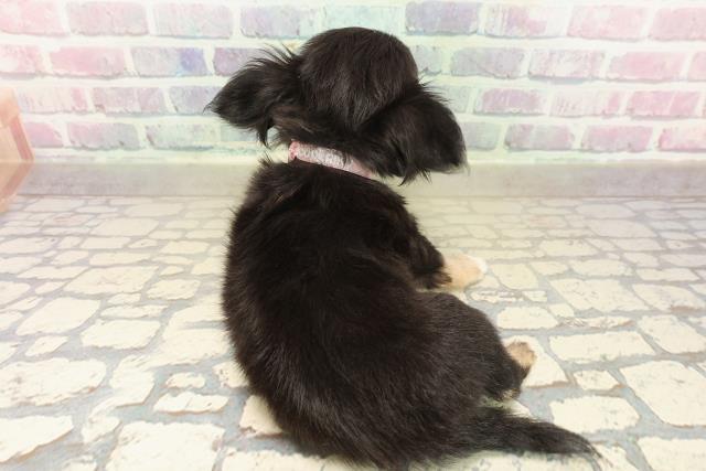 東京都のチワワ(ロング) (Coo&RIKU板橋店/2025年9月19日生まれ/女の子/ブラックタンホワイト)の子犬の4枚目の画像