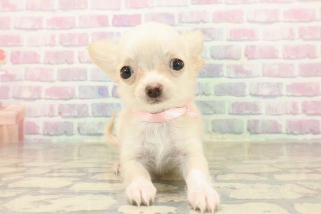 千葉県のチワワ(ロング) (Coo&RIKU流山店/2025年9月22日生まれ/女の子/クリーム)の子犬の1枚目の画像