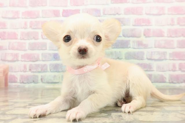 千葉県のチワワ(ロング) (Coo&RIKU流山店/2025年9月22日生まれ/女の子/クリーム)の子犬の2枚目の画像