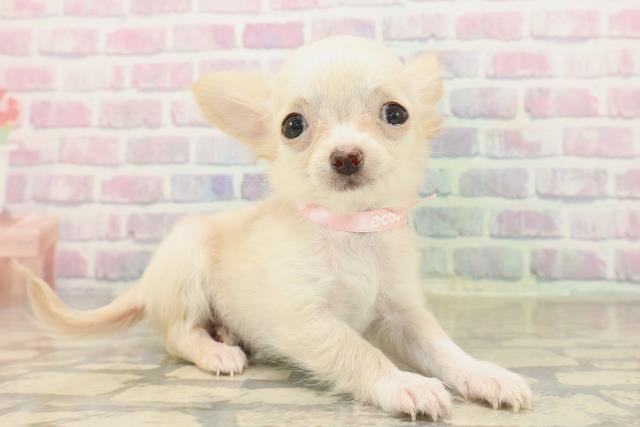 千葉県のチワワ(ロング) (Coo&RIKU流山店/2025年9月22日生まれ/女の子/クリーム)の子犬の3枚目の画像