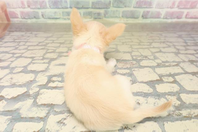 千葉県のチワワ(ロング) (Coo&RIKU流山店/2025年9月22日生まれ/女の子/クリーム)の子犬の4枚目の画像